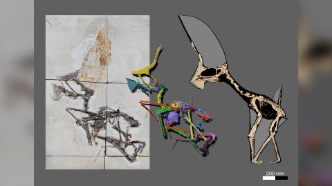 A CT-scan data allowed researchers to rescontruct the pterosaur, including its impressive head crest.