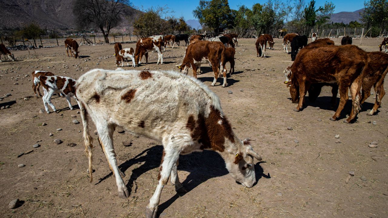 A malnourished cow on a drought-affected ranch in Putaendo, Chile, on September 23, 2019.