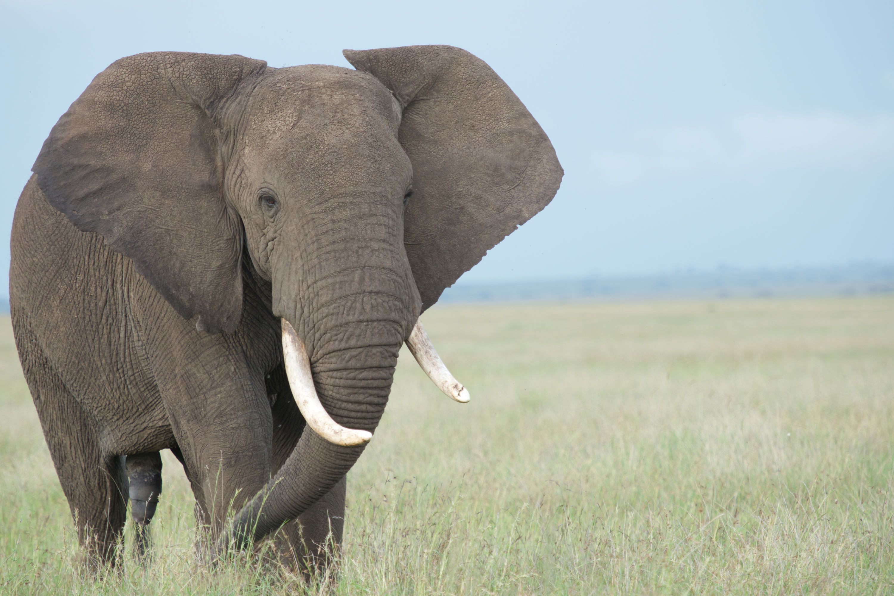 african elephant profile trunk up