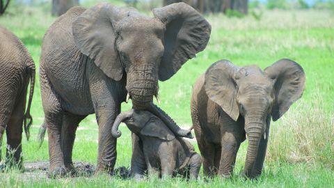 Elephants use suction to pick up lightweight objects, but they use suction to pick up heavier objects.