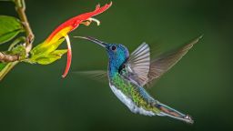 White-necked jacobin hummingbirds may engage in physical fights with other hummingbirds for food.