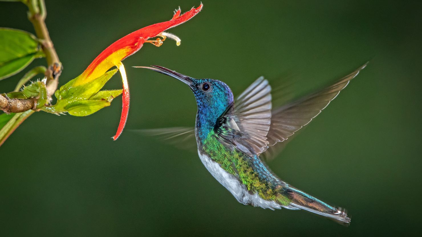 White-necked jacobin hummingbirds may engage in physical fights with other hummingbirds for food.