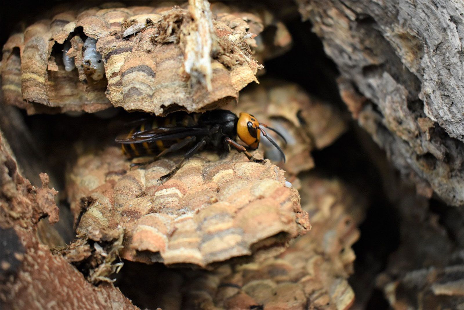Entomologists Eradicated the First Asian Giant 'Murder' Hornet Nest of 2021, Smart News