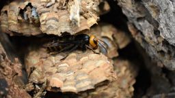 The Washington State Department of Agriculture (WSDA) said Thursday that it had eradicated the first Asian giant hornet nest of the year in the base of a dead alder tree in rural Whatcom County, Washington, on Wednesday, August 25.