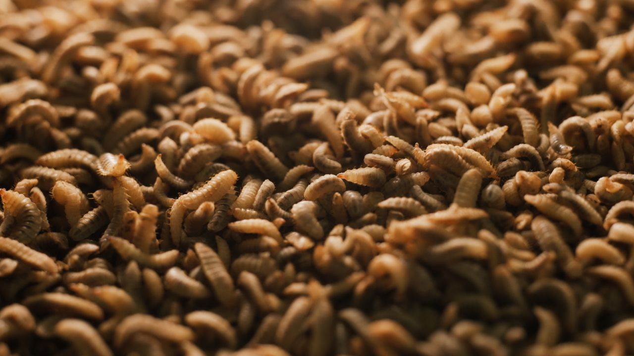 Singapore-based Insectta uses black soldier fly larvae to convert organic food waste into fertilizer and animal feed.