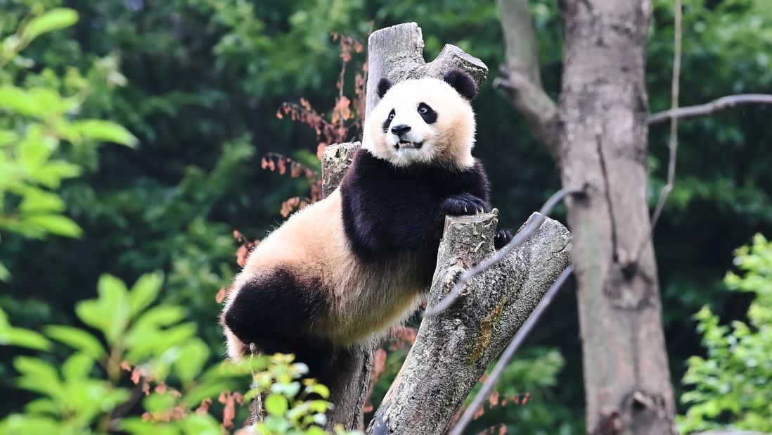 <strong>Sichuan:</strong> A giant panda plays at the Shenshuping Base of the China Conservation and Research Center for the Giant Panda in Wolong National Nature Reserve on August 4, 2021 in Sichuan province. 
