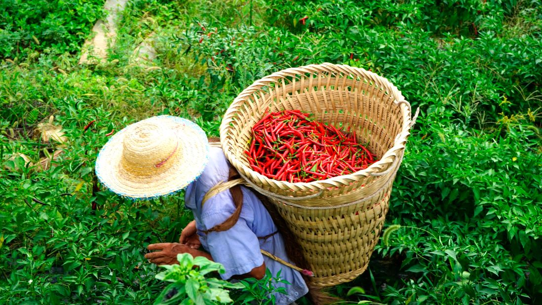 <strong>Sichuan cuisine: </strong>A person harvests peppers at a growing base in Longjiabian, a Sichuan village, on August 17, 2021. Sichuan has long been a hot destination for tourists in love with its famed, fiery cuisine. 