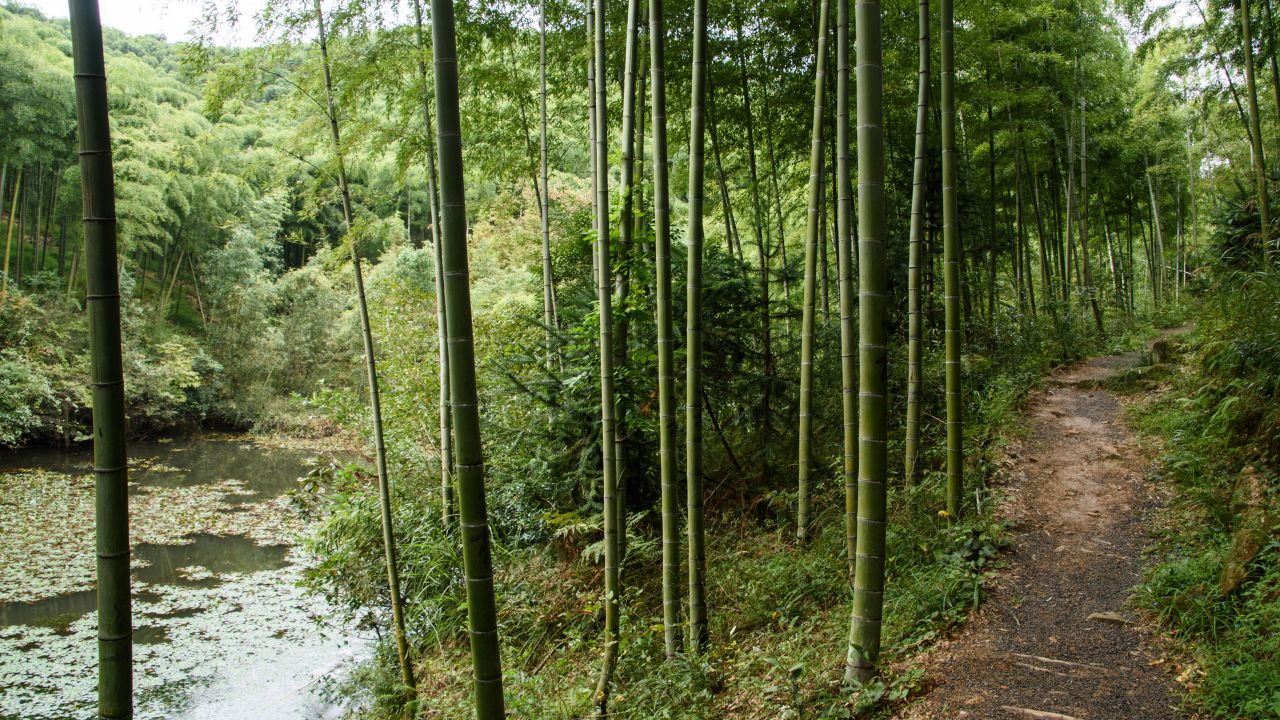 A bamboo forest in Moganshan, China. 