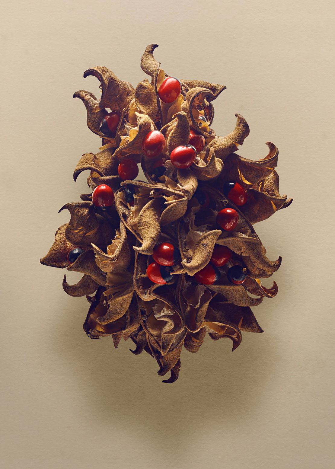 Biss used a technique called photo stacking to capture the detail of the seeds and fruits, including this Abrus precatorius (Rosary pea).