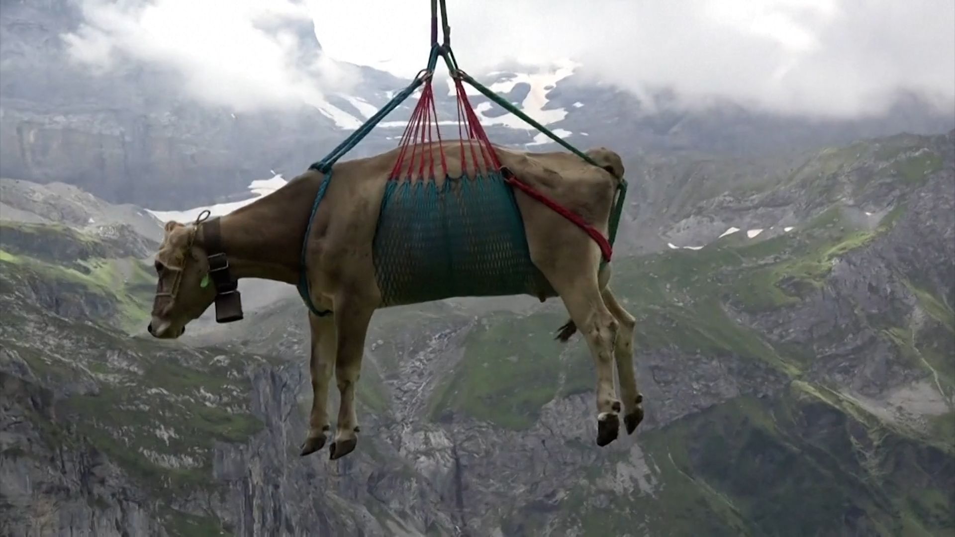 Swiss cows airlifted to lower mountain pastures: Watch the video | CNN