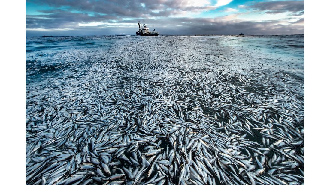 Norwegian photographer Audun Rikardsen's image of a slick of dead and dying herrings was used as evidence in a court case against the owner of a fishing boat.