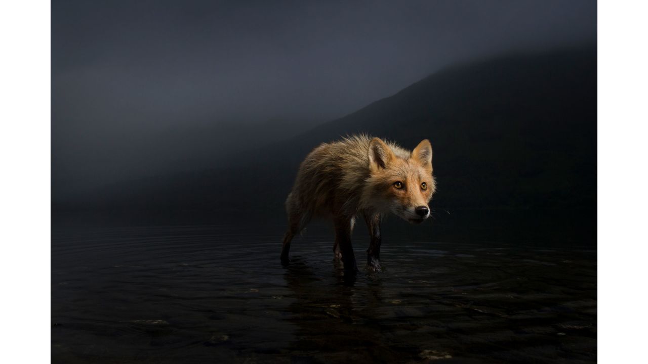 US photographer Jonny Armstrong captured this fox searching for salmon carcasses in Alaska.