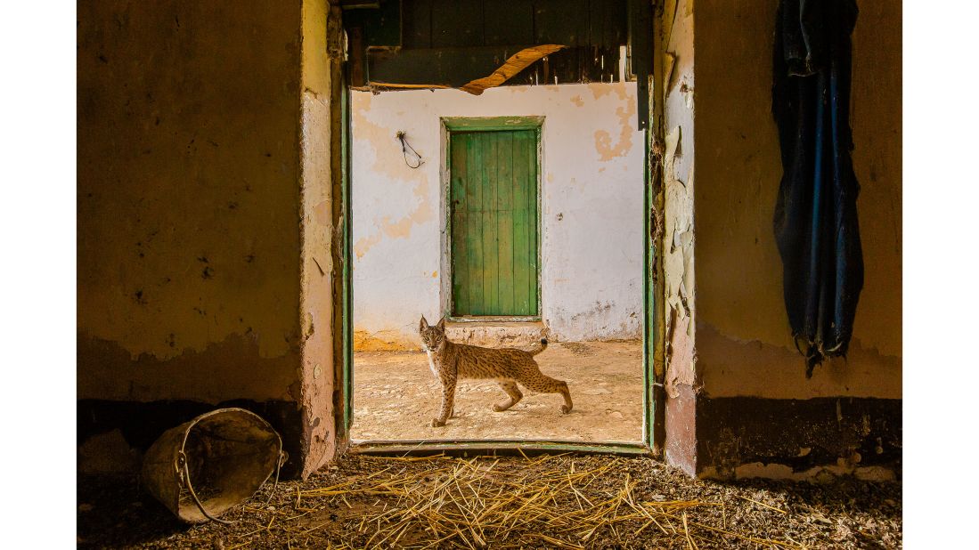 Spanish photographer Sergio Marijuán took this photo of an Iberian lynx in the doorway of an abandoned hayloft in the Sierra Morena.