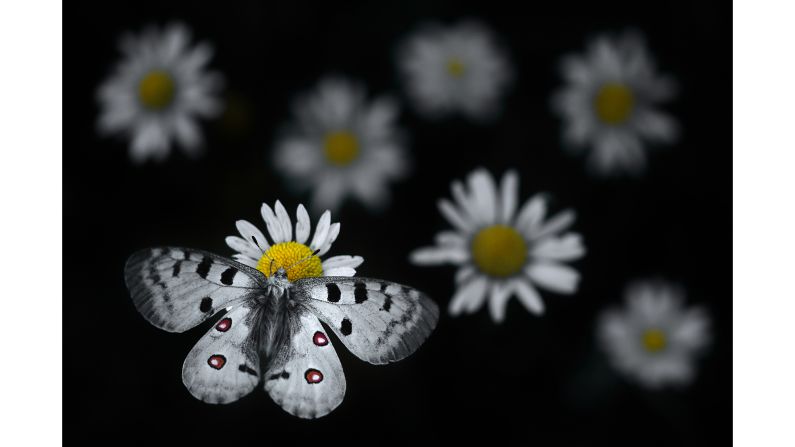 An Apollo butterfly lands on an oxeye daisy in the Haut-Jura Regional Nature Park, eastern France, as shot by French photographer Emelin Dupieux.