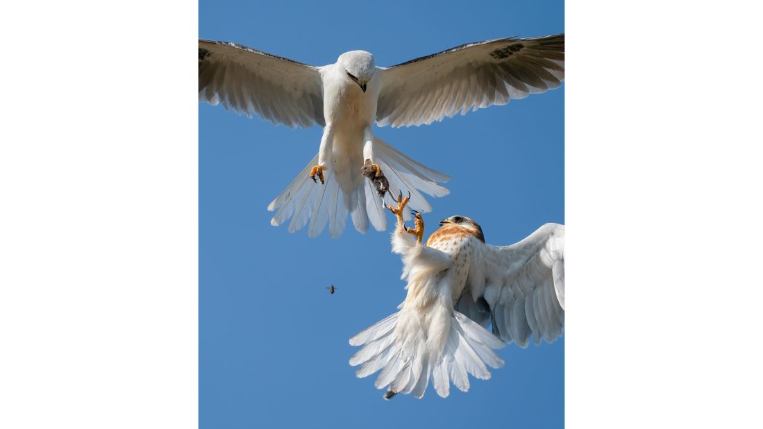 US photographer Jack Zhi shot this image of a young white-tailed kite taking a live mouse from its father in mid-air.