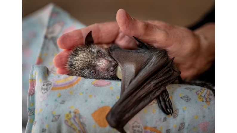 This orphaned gray-headed flying fox was caught on camera by Australian photographer Douglas Gimesy.