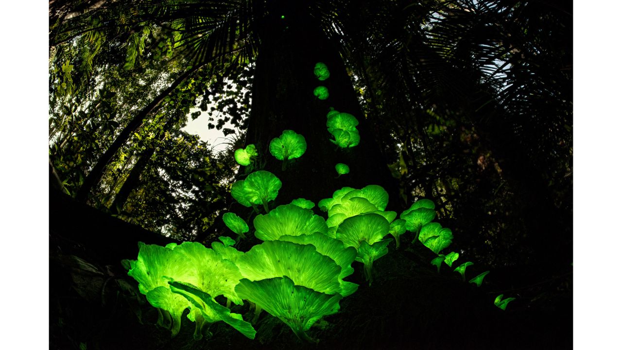 German-Australian photographer Juergen Freund took this photo of ghost fungus after monsoon rains near his home in Queensland, Australia.