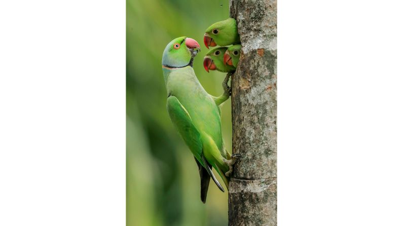 Sri Lankan photographer Gagana Mendis Wickramasinghe's image shows a male rose-ringed parakeet feeding three chicks.