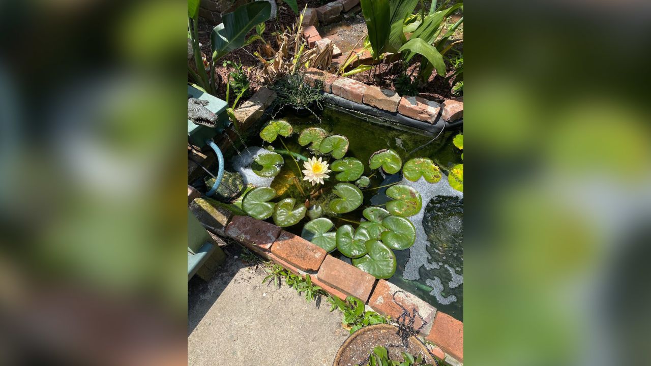 The koi pond in Alexandra's yard.