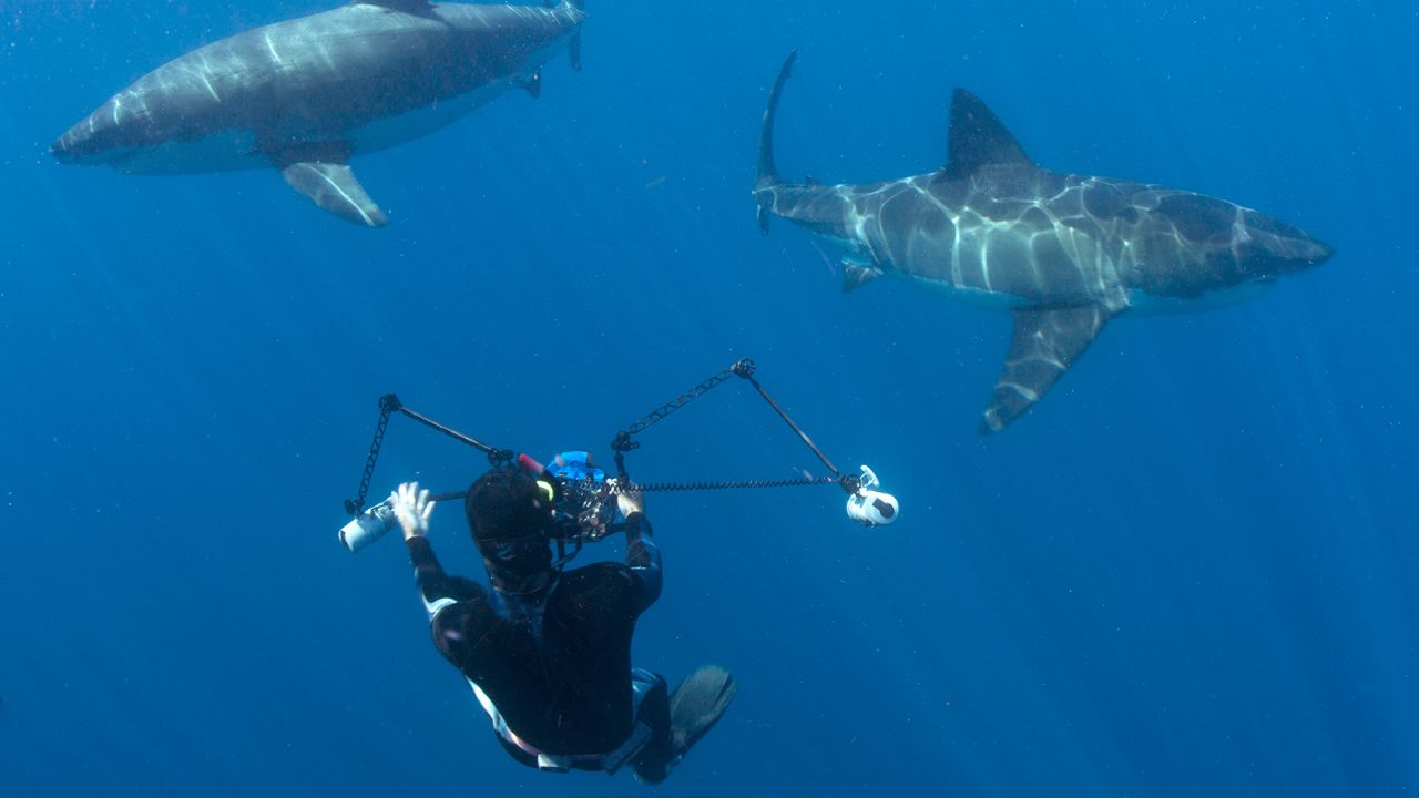 Fallows photographing sharks underwater.