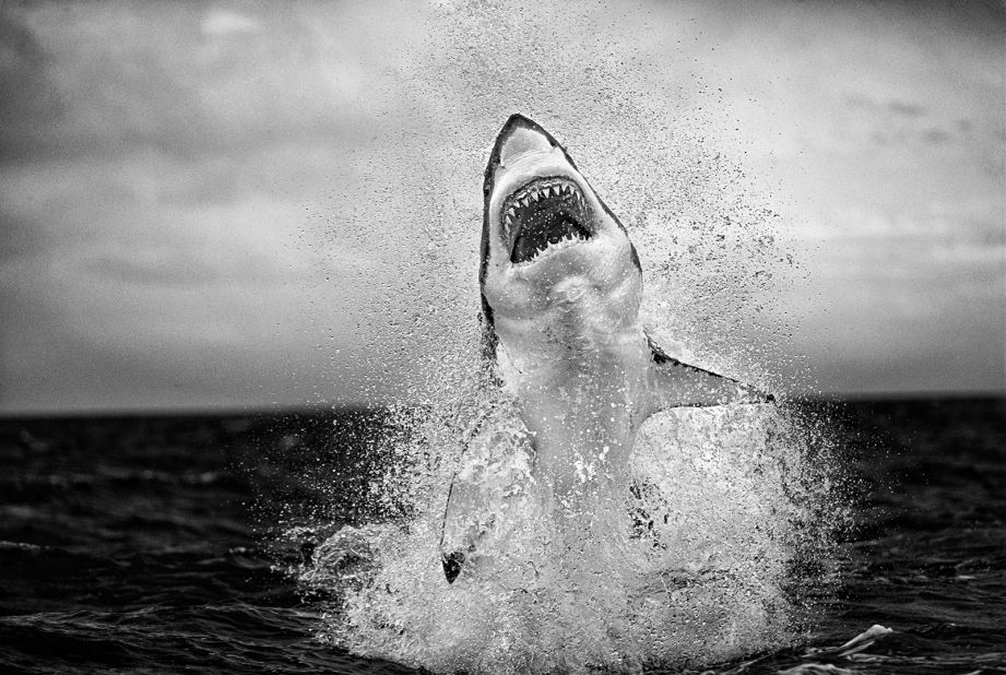 Taken in June 2001, "Air Jaws" is considered the image that really launched Chris Fallows' career as a fine art wildlife photographer. Captured at Seal Island, off the coast of Cape Town -- known for an abundance of Cape fur seals -- Fallows says this is the ultimate image of a great white shark breach that he's photographed. <strong>Scroll through the gallery to see more.</strong>