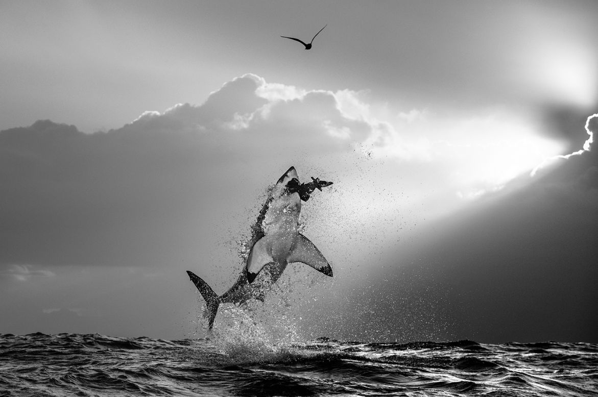 Fallows captured this image, which he calls "The Final Act," in 2016. Sadly, he says, the image is one of last breaches seen at Seal Island. The great whites have since largely <a href="https://www.cnn.com/2019/10/28/africa/great-white-shark-cape-town-intl/index.html" target="_blank">disappeared</a> from the waters around Cape Town. "(The image) symbolizes an iconic species during something that we no longer see, and is really a very important message for people out there that we need to look after these animals wherever they occur," Fallows says.