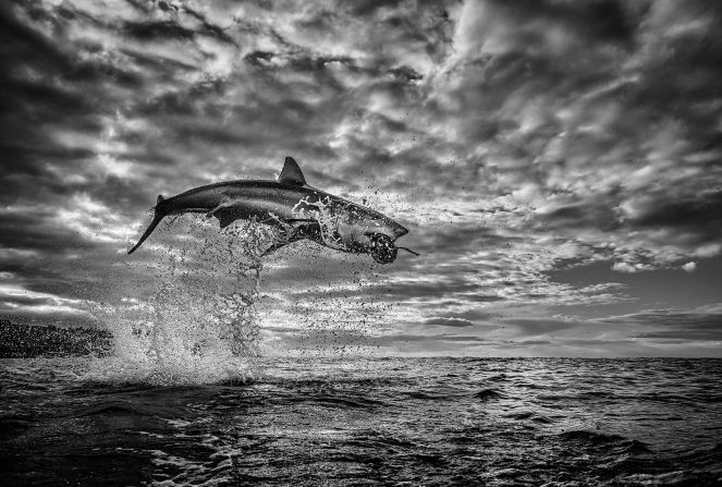 Fallows is best known for the work he's done with marine wildlife -- especially the great white shark, which he says he has spent over 3,000 days with. This image, known as "<a href="index.php?page=&url=https%3A%2F%2Fwww.chrisfallows.com%2Fthe-pearl%2F" target="_blank" target="_blank">The Pearl</a>," went viral after its release last year, "showcasing the athleticism of the incredible Great White Shark in all its predatory glory," Fallows writes on his website.