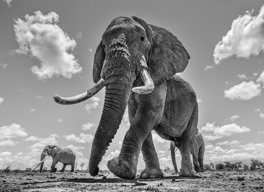 He also spends more than 100 days a year in other parts of Africa capturing images of iconic species -- and the most magnificent of their kind, such as this striking photograph of some of Africa's remaining giant elephants, "walking proudly across a barren landscape," taken in 2019.