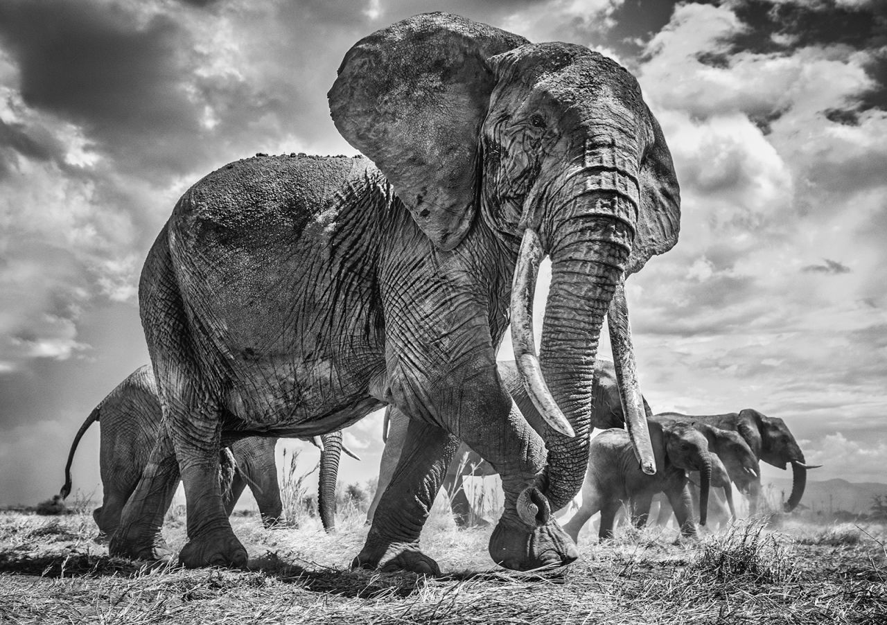 As a fine art wildlife photographer, Fallows aims to create truly exceptional works that celebrate the planet's most iconic wildlife subjects. This image titled "Matriarch" was photographed in 2018, and is "a stoic embodiment of a magnificent female tusker leading her herd," he says.