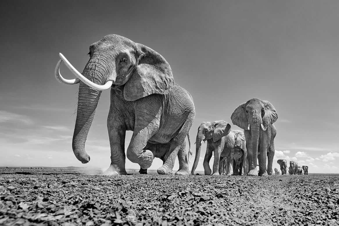 Fallows uses innovative techniques and a lifetime of getting to know his subjects, which allows him to get respectfully and intimately close to lions, elephants and great white sharks, among others. He says it's not just about capturing images that represent the essence of each specific subject, but also having meaning behind the work that tells a story.