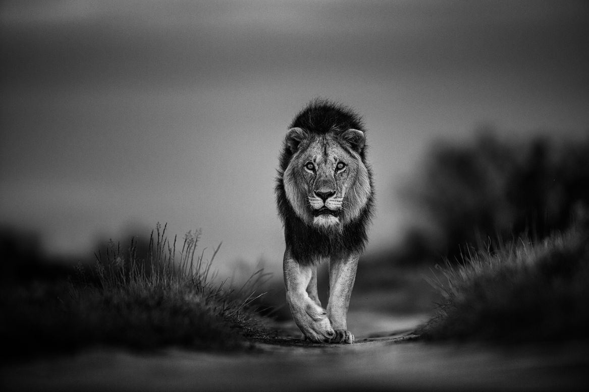 This intimacy with his subjects affords Fallows the opportunities to capture fine art photographs in a way that few have ever had the chance to do. "I do not see swimming unprotected alongside the Great White or walking close to the lion as threatening, but rather wonderful experiences with predators that would far rather hunt normal prey than myself," he adds.