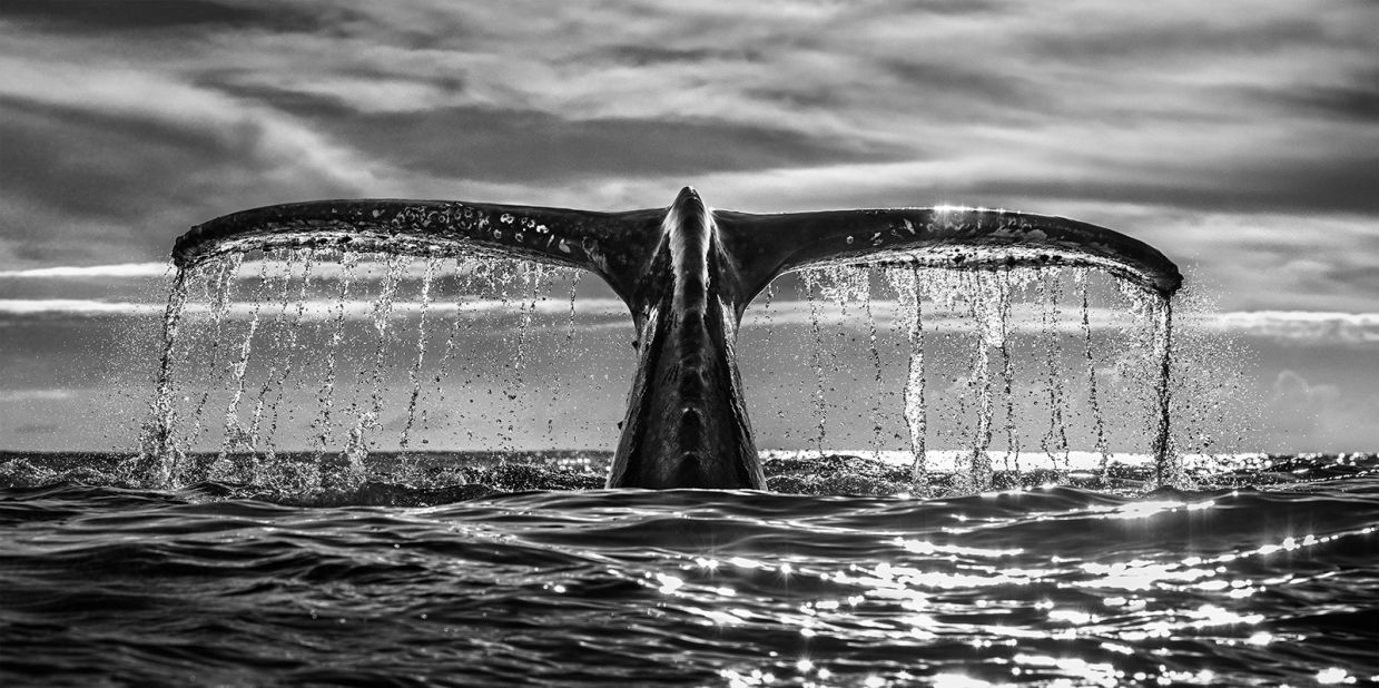 "Leviathan" was captured in 2020 and is "the embodiment of the ocean and the great fluke of the whale," Fallows says. "With perfect symmetry, cascading water and moody ocean and sky, this is as close as I have ever come in 30-plus years of trying to capture the perfect symbol of the sea." He shot this image on a Canon R5, using a shutter speed of 1/1000th second.