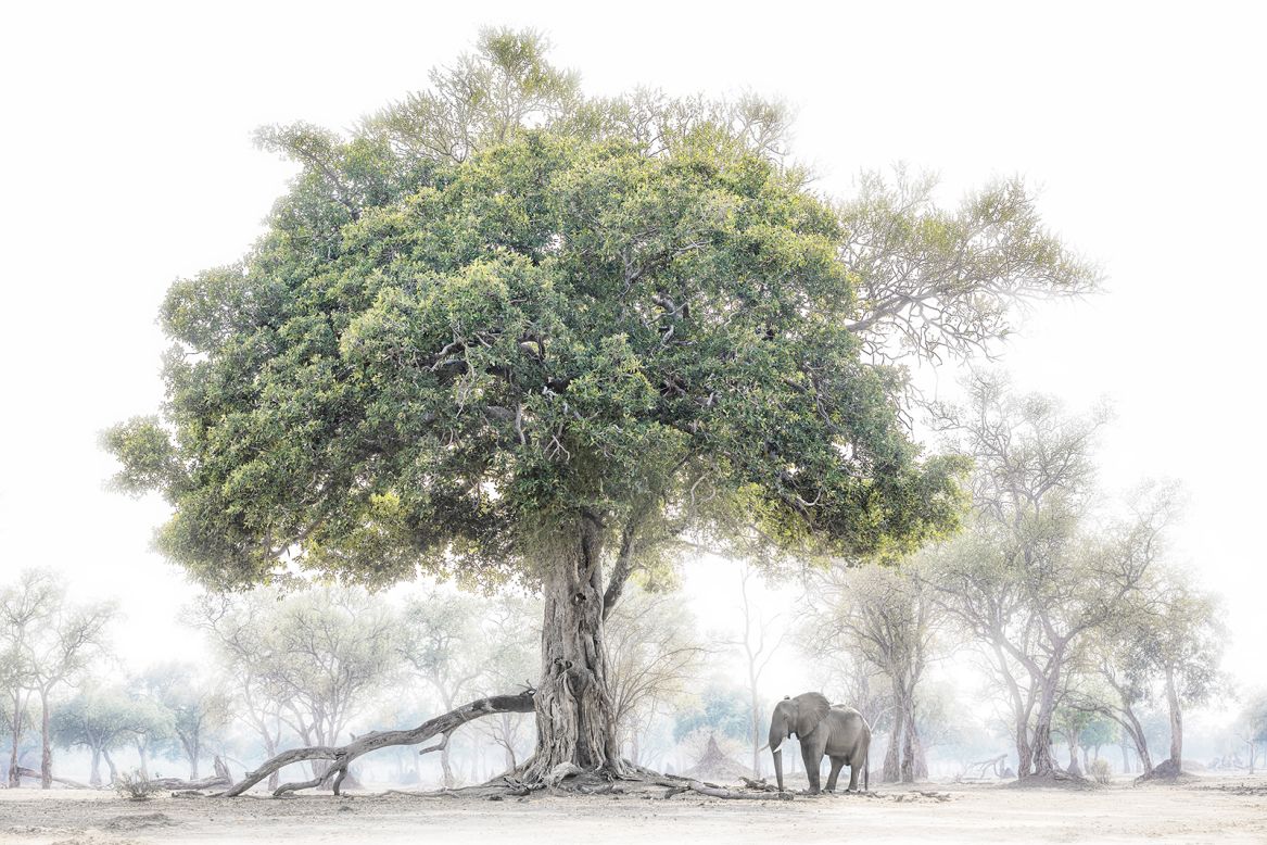 Last year, Fallows launched his collection titled "The 11th Hour," which looks back at many of his most well-known photographs -- and sadly in some cases reflects subjects that are no longer alive. Eleven of the 12 works are black and white, with this final one, "The Fig and Elephant," being in color, "which represents the 11th hour, the hour of hope," he says. "It is the embodiment of two icons that still exist on our planet and that which we can still save."