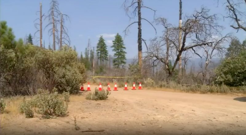 are dogs allowed in yosemite campgrounds