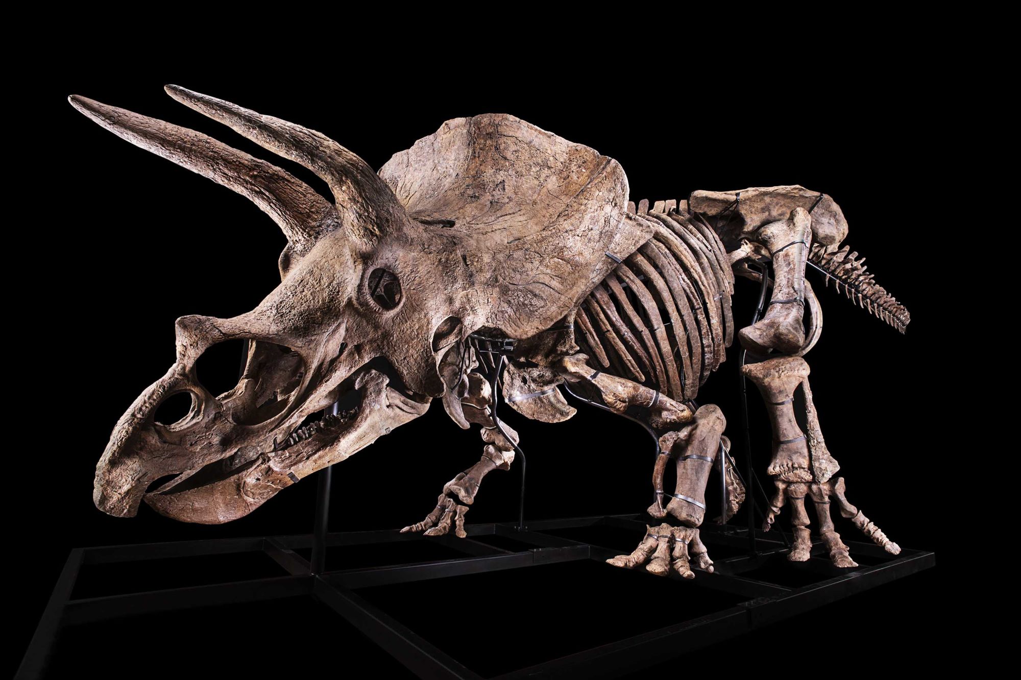 01 big john triceratops auction