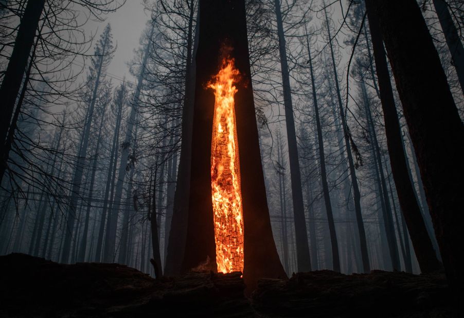 A tree burns in a blackened forest at dawn on August 30 after the Caldor Fire tore through Twin Bridges, California.