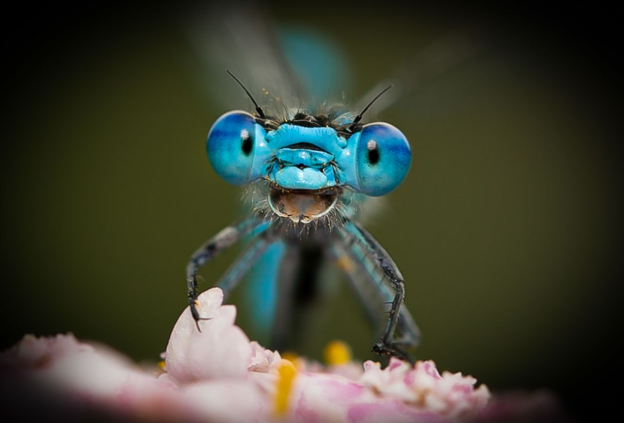 A dragonfly looks like it's laughing into the camera.