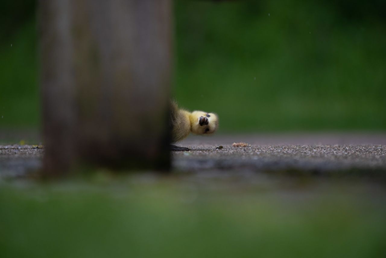 A gosling peeks from behind the leg of a bench in Lee Valley Park, London, UK.