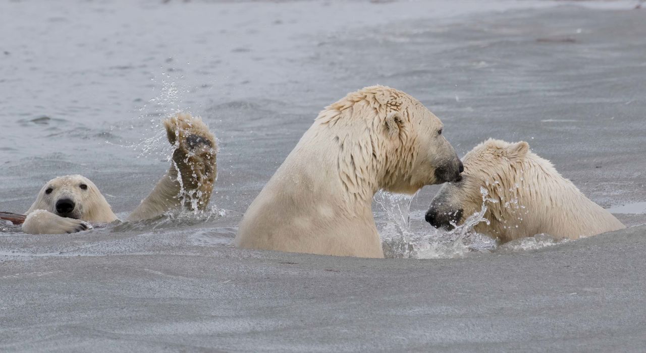 A polar bear cub photo bombs a tender moment between its mom and a sibling in North Alaska.