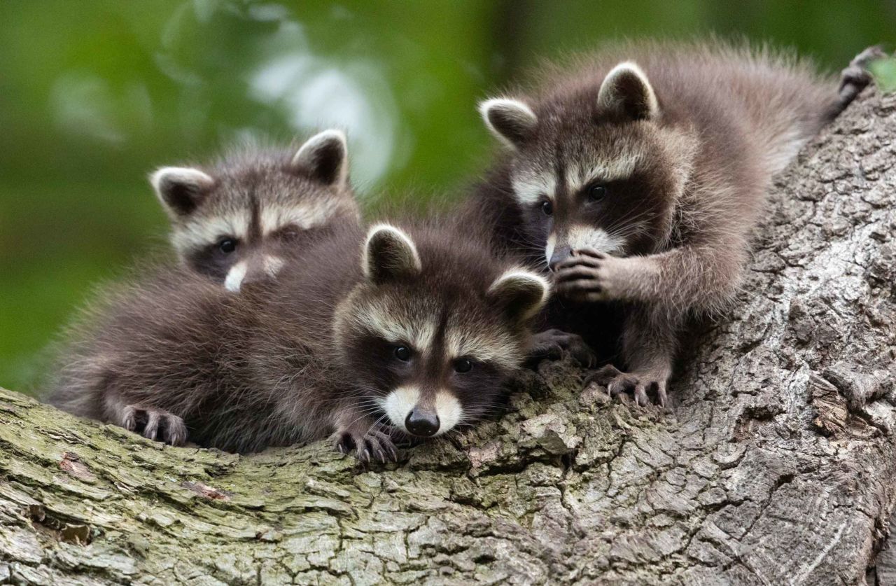 These raccoon cubs in Kassel, Germany, look like they are telling each other secrets.