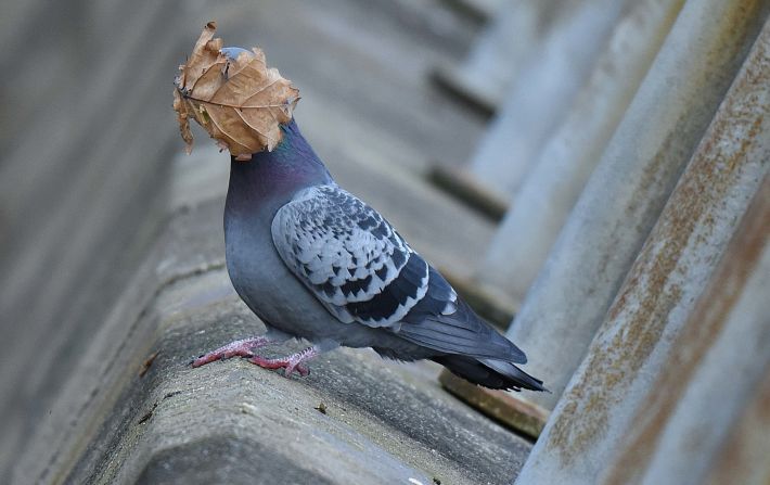 A pigeon in Oban Argyll, UK, takes a leaf to the face.