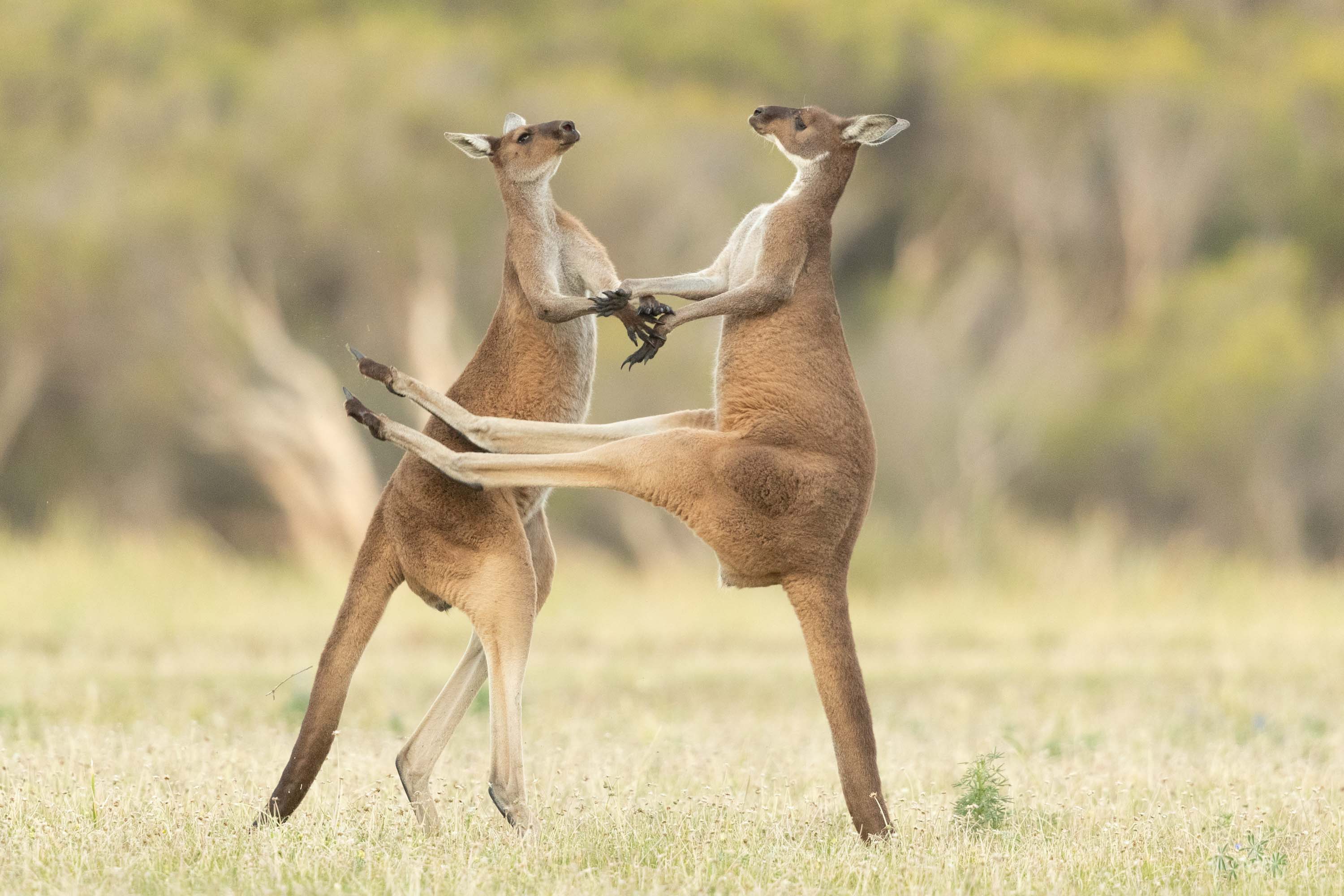 Comedy Wildlife Photography Awards 2021 finalist images showcase hilarious  animals | CNN