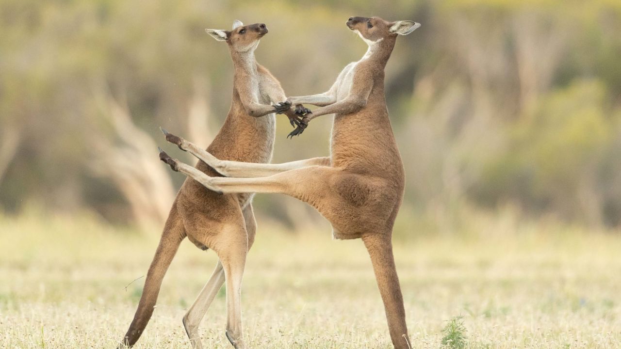 Two kangaroos fighting in Perth, Western Australia.