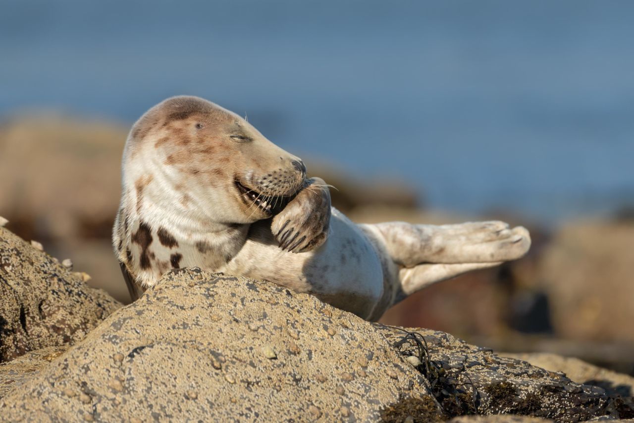 This gray seal pup in Ravenscar, UK, looks like it's giggling.