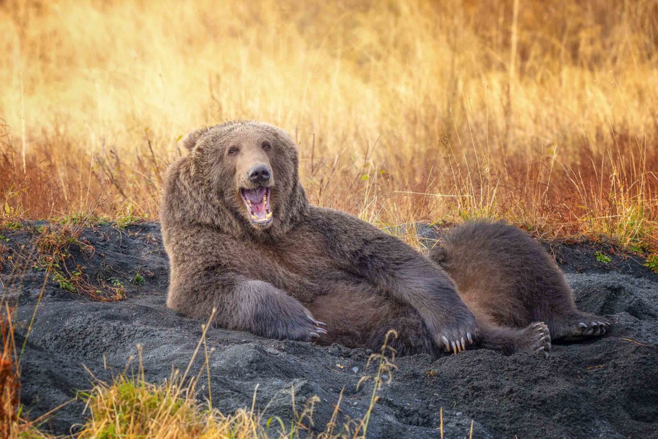 This young Kodiak brown bear made itself a bed in the sand before lying down and appearing to smile for the camera.