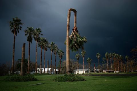 A palm tree is bent in half in Galliano, Louisiana, on August 31.