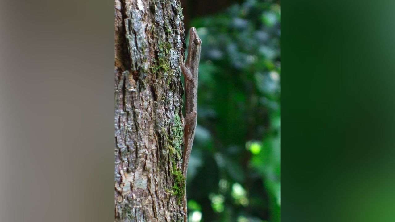 A gecko rests after landing on a tree trunk.