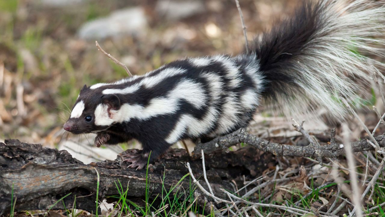Spotted skunks are full of spunk.