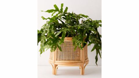 Urban Outfitters Rattan Planter