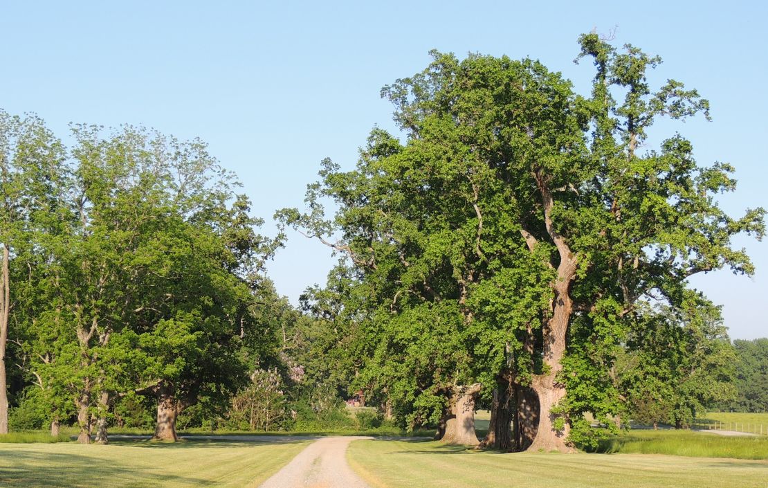 In 1750, Robert Carter III planted poplars along the drive to Nomini Hall, seen here in 2014. Tutor Philip Vickers Fithian wrote of them: "These Rows of Poplars form an extremely pleasant avenue, & at the Road, through them, the House appears most romantic, at the same time that it does truly elegant."
